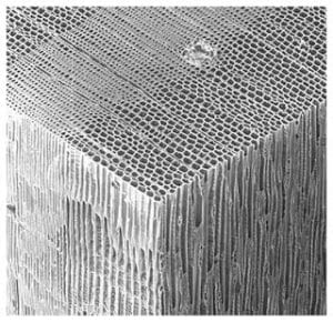 wood grain structure